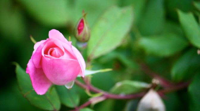 “Love Yourself” – Really?