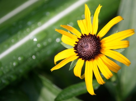 Sometimes the most beautiful things emerge after the rain.